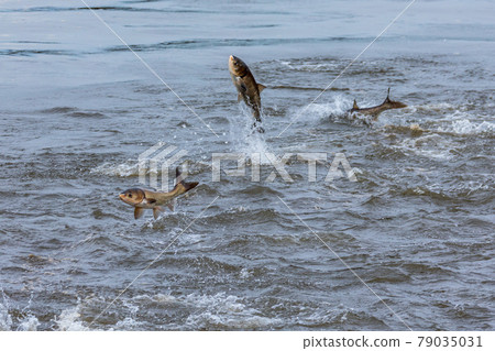Silver carp jumps to spawn 79035031