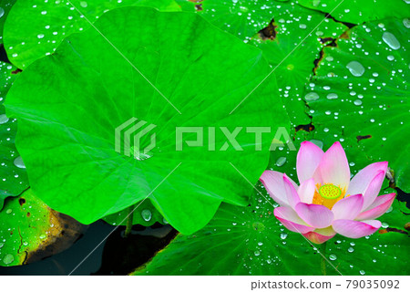蓮花 蓮花 79035092
