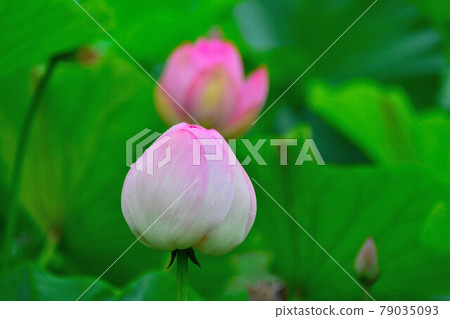 蓮花 蓮花 79035093
