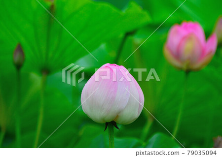 蓮花 79035094