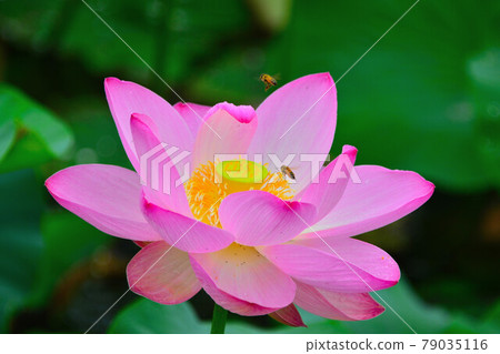 蓮花 79035116