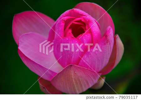 蓮花 蓮花 79035117