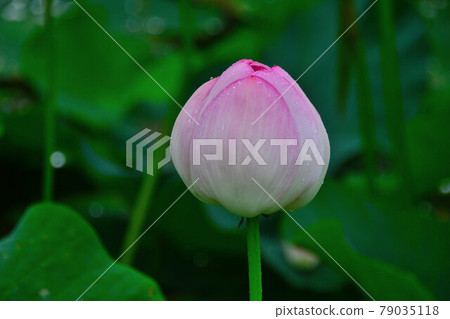 蓮花 79035118