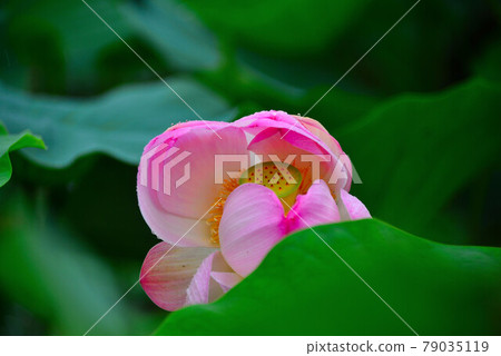 蓮花 蓮花 79035119