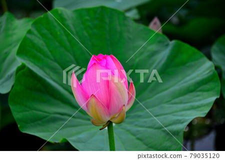 蓮花 蓮花 79035120