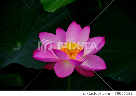 蓮花 蓮花 79035121