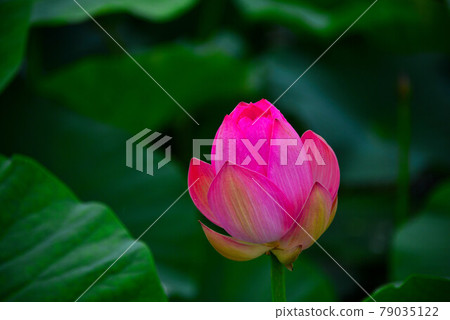 蓮花 蓮花 79035122
