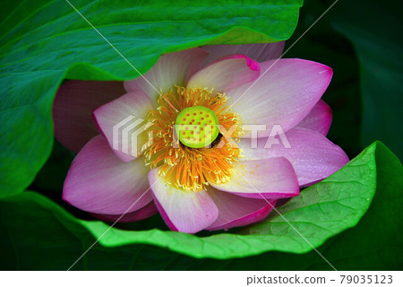 Lotus Lotus 79035123