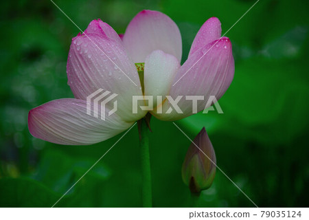 蓮花 蓮花 79035124