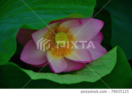 蓮花 蓮花 79035125