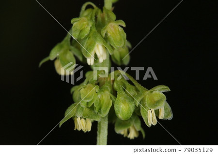 If you look closely at the natural plants Rumex japonicus and flower ears. It has small, inconspicuous flowers in a ring shape. 79035129
