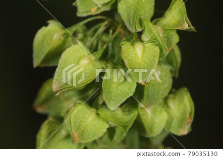 Natural plant Rumex japonicus, young fruit. You can see the (?) Seeds that have begun to grow at the base of the heart-shaped wings. 79035130