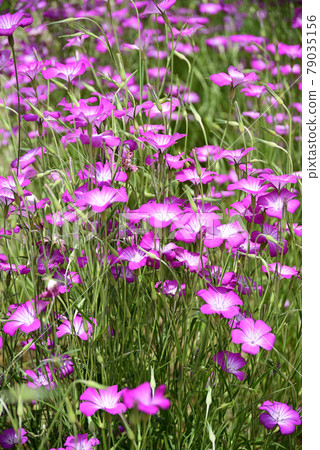 Agrostemma with beautiful light purple 79035156