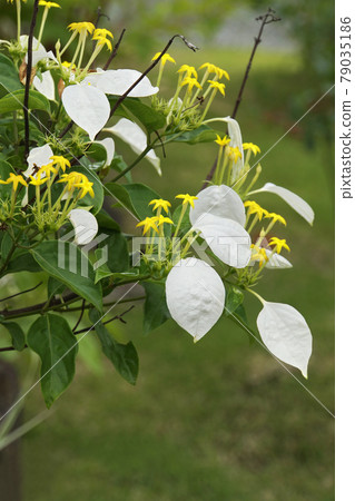 Small yellow Konronka flower 79035186