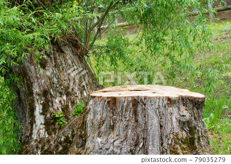 Logging of old trees Logging of old trees 79035279