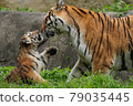 Amur tiger parent and child 79035445
