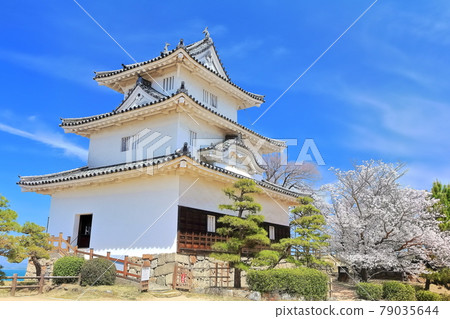 [香川縣] 春天櫻花盛開的丸龜城（現存天守閣和石牆名城） 79035644