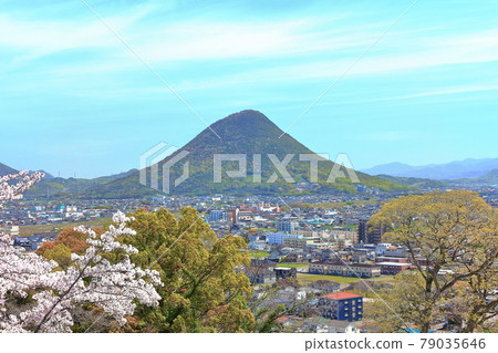 [Kagawa Prefecture] The cityscape of Marugame City and Mt. Iino (Sanuki Fuji) seen from Marugame Castle in the spring when cherry blossoms bloom 79035646