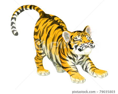 小老虎成長 小老虎成長 79035803