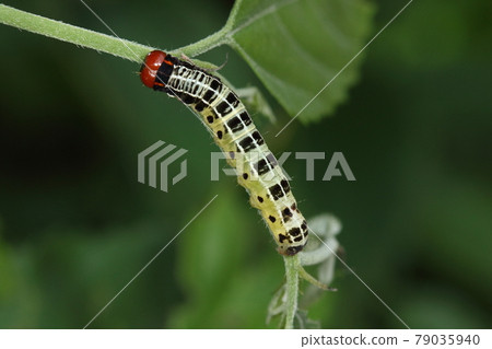 Creatures, insects, Kiriga the Shooting Star, last-instar larvae. Three white lines on the back and two red lines on the neck are one of the landmarks 79035940