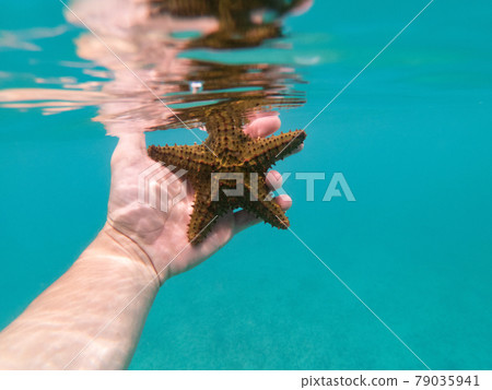 Hand of snorkeler holding starfish underwater. concept of travel and Adventures 79035941