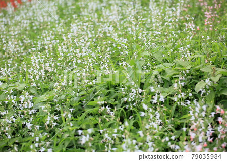 Salvia connexia flower snow nymph 79035984