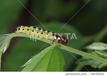 Creatures, insects, Kiriga the Shooting Star, last-instar larvae. Adults are plain brown, but larvae are quite fashionable. Creatures, insects, Kiriga the Shooting Star, last-instar larvae. Adults are plain brown, but larvae are quite fashionable. 79036092