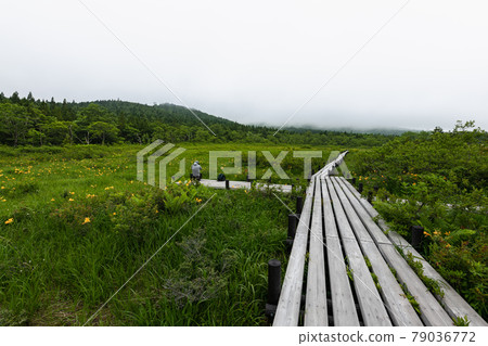 Mt. Kurikoma World Valley Wetland Nikko Kisuge and Boardwalk Mt. Kurikoma World Valley Wetland Nikko Kisuge and Boardwalk 79036772