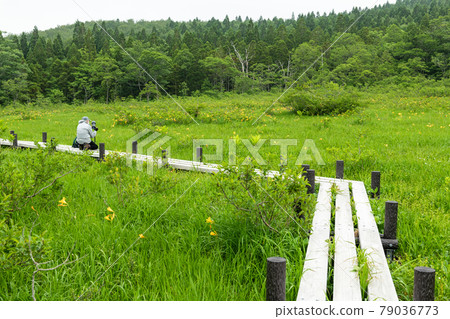 Mt. Kurikoma World Valley Wetland Nikko Kisuge and Boardwalk Mt. Kurikoma World Valley Wetland Nikko Kisuge and Boardwalk 79036773