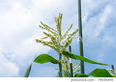 Male corn flower corn cultivation (June) Home garden Male corn flower corn cultivation (June) Home garden 79036840