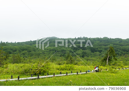 栗駒山世界谷濕地調查 日光木菅 79036908