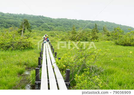 栗駒山世界谷濕地調查 日光木菅 栗駒山世界谷濕地調查 日光木菅 79036909