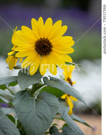 sunflower sunflower 79037066