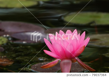 睡蓮花在陽光下很漂亮 睡蓮花在陽光下很漂亮 79037364