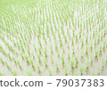 Paddy field 79037383