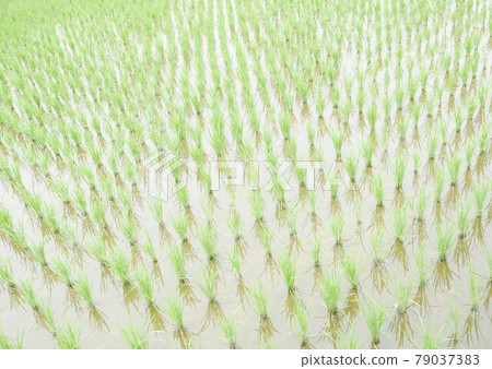 Paddy field Paddy field 79037383