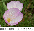 Wildflower 79037384