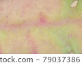 Succulent plants 79037386