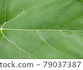 Sunflower leaf 79037387