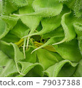Sunflower bud 79037388