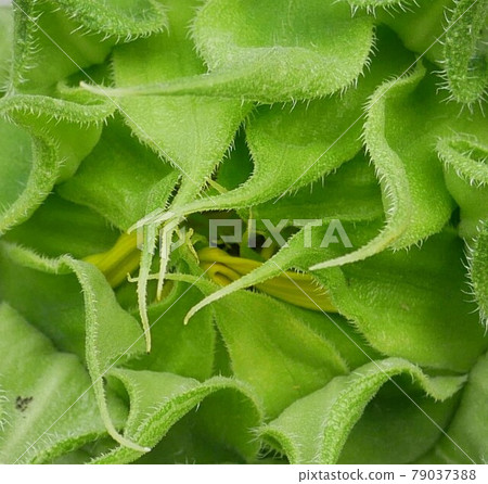 向日葵芽 向日葵芽 79037388