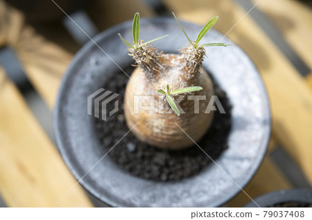 Grachyris local ball 79037408