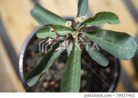 Euphorbia begardi Euphorbia begardi 79037462
