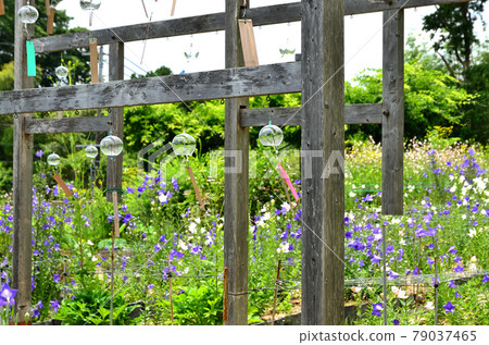 Koshoji Temple Kikyoen 79037465