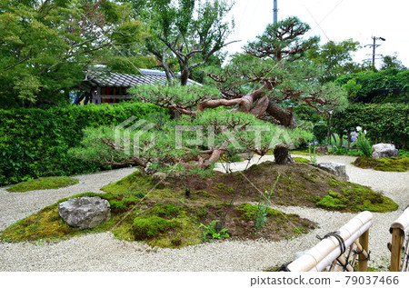 Koshoji Temple Hiryu no Niwa 79037466