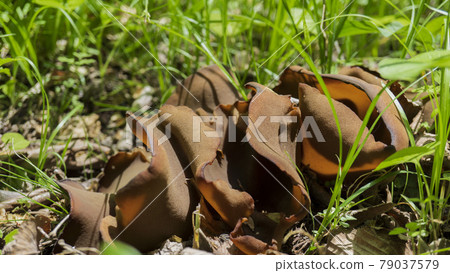 從地上生長的棕色蘑菇（Pezizaceae）上傳/長野縣[八千穗高原] 79037579