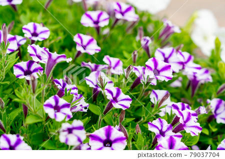 Flower garden in full bloom Flower garden in full bloom 79037704