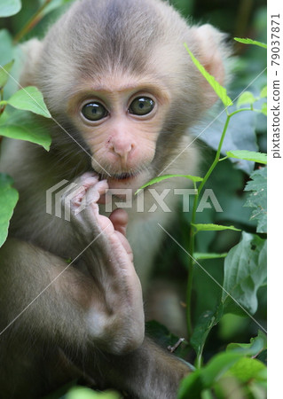 Japanese macaques 79037871