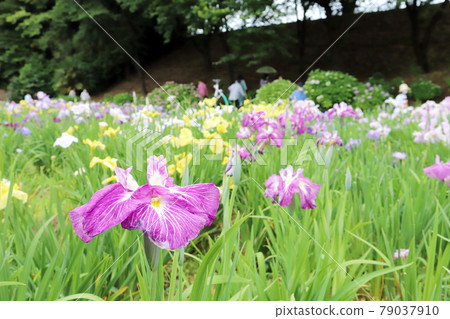 Lake Kitagata Gion Garden（福井縣蘆原市） 79037910