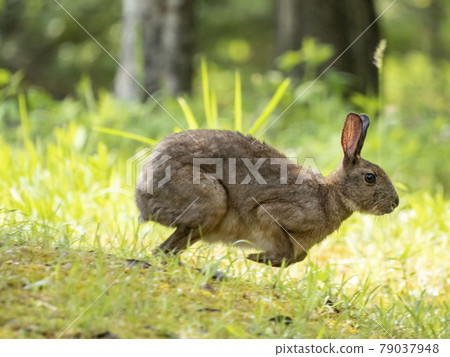 Running Japanese hare Running Japanese hare 79037948